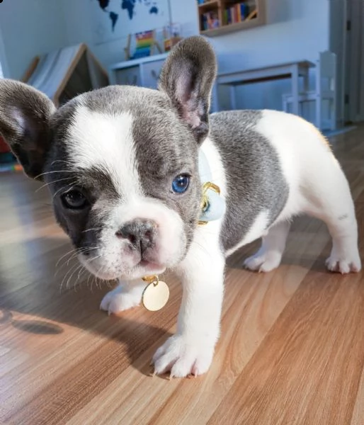 cucciolata di bulldog francese cuccioli blu  | Foto 0