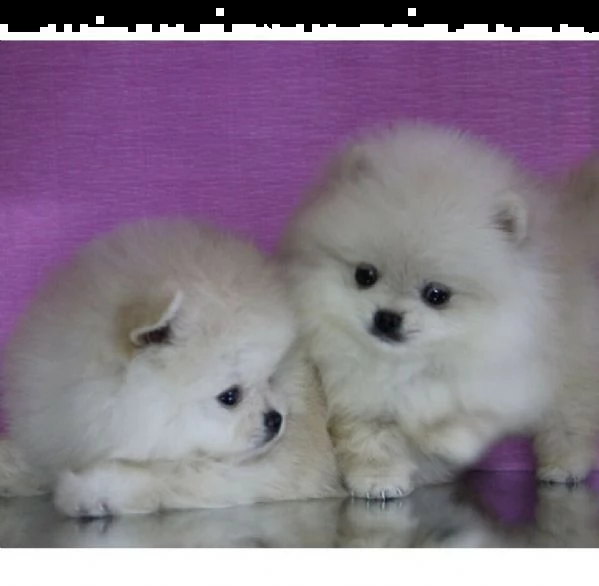spitz pomerania nano