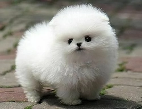 cucciolo di razza spitz di pomerania nano
