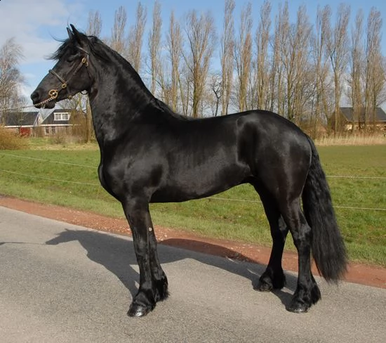 cavalli frisone disponibile in vendita molto buono e delizioso contattaci al piugrave presto per maggior