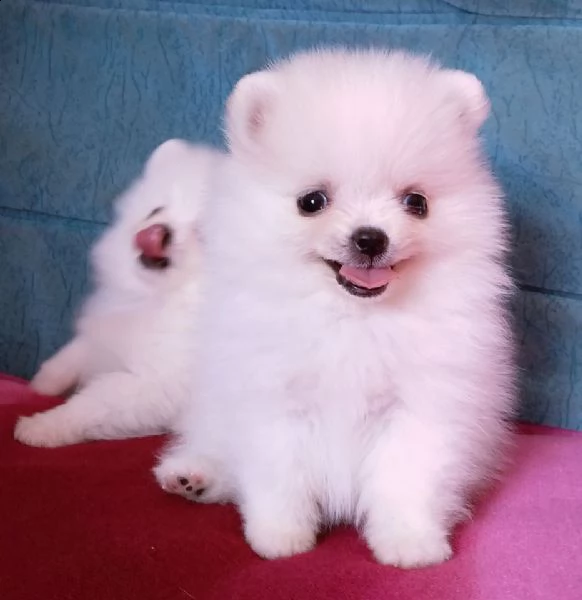 cuccioli di spitz di pomerania nati da genitori italiani visibili e disponibili 