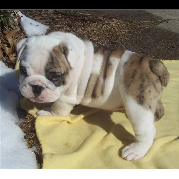regalo cuccioli bulldog inglese per ladozione
