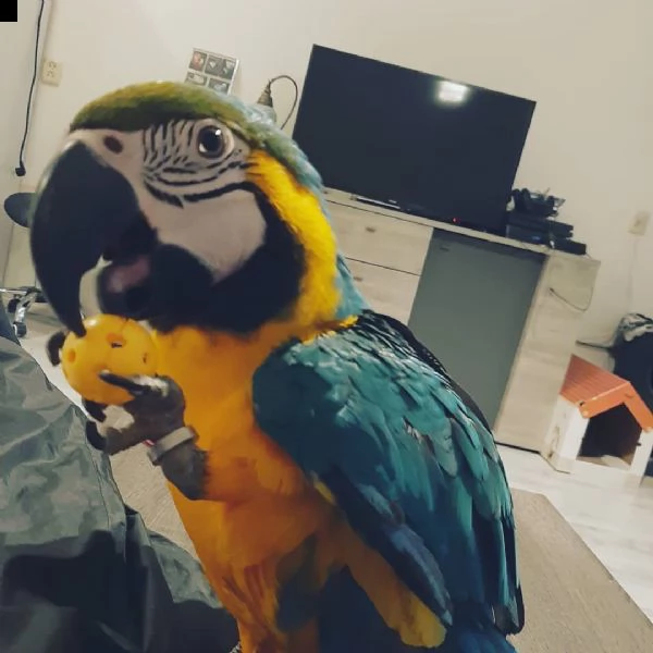 Vendita Ara Ararauna Da Privato A Ara Araruna Papagalli A Tua Disposizione Ea Prezzi Molto Convenienti Sono Cacatua Maschili E Femmi