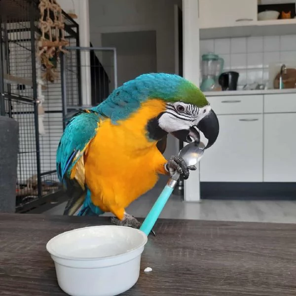 blu e giallo ara araruna  baby parrots sia maschio che femmina cenerino disponibile per una nuova c | Foto 1