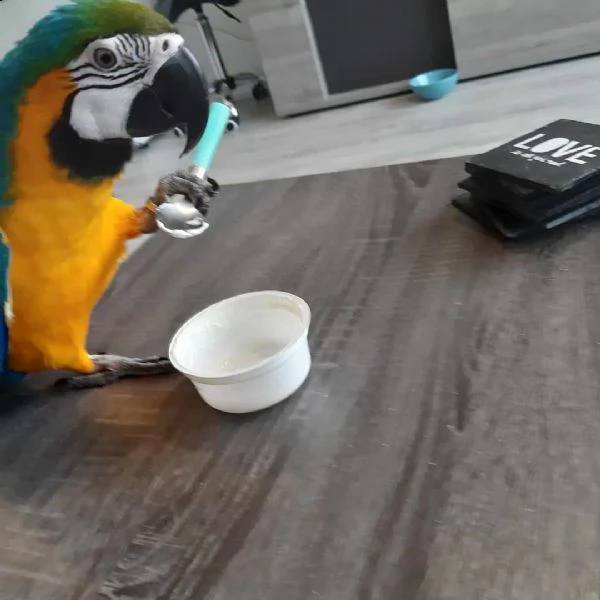 blu e giallo ara araruna  baby parrots sia maschio che femmina cenerino disponibile per una nuova c | Foto 0