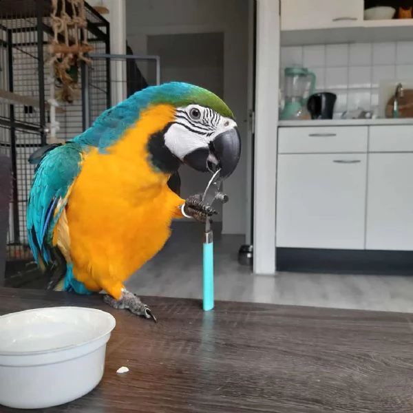 blu e giallo ara araruna  baby parrots sia maschio che femmina cenerino disponibile per una nuova c