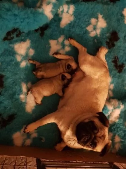 cuccioli di carlino | Foto 0