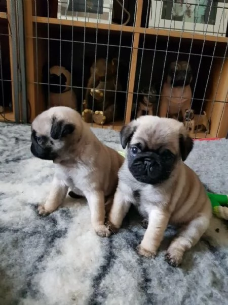 cuccioli di carlino