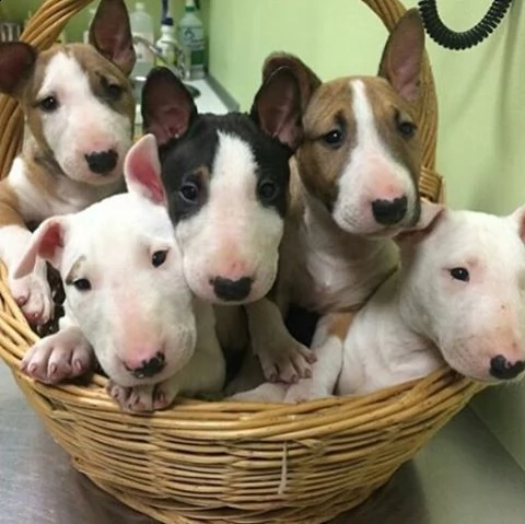 cuccioli di american pit bull terrier