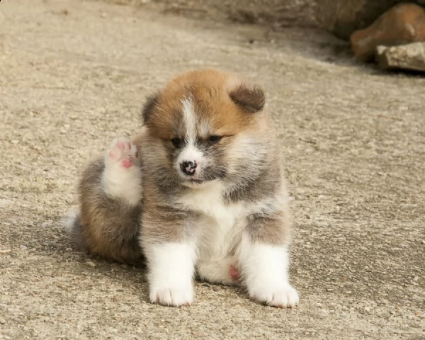 regalo cuccioli di akita inu disponibili per ladozione