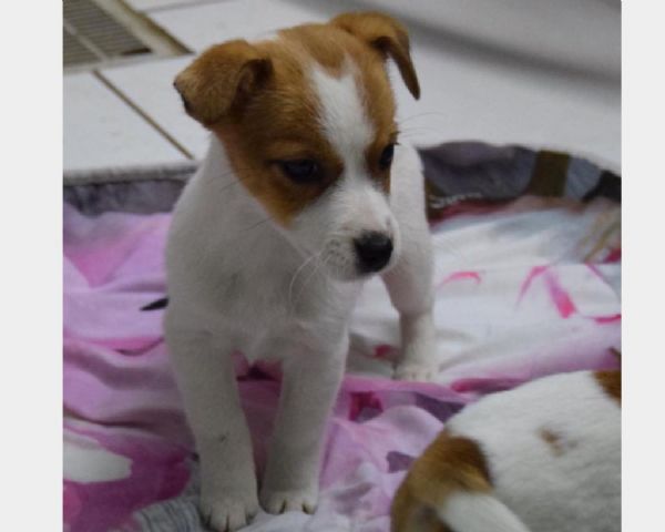 Sottobicchiere Con Cucciolo Di Jack Russell Terrier – Regalo Per Mamma, 9,5x9,5 Cm, Finitura Lucida
