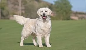 cuccioli di golden retriever intelligenti  gratuiti  adozione disponibili cuccioli di golden ret