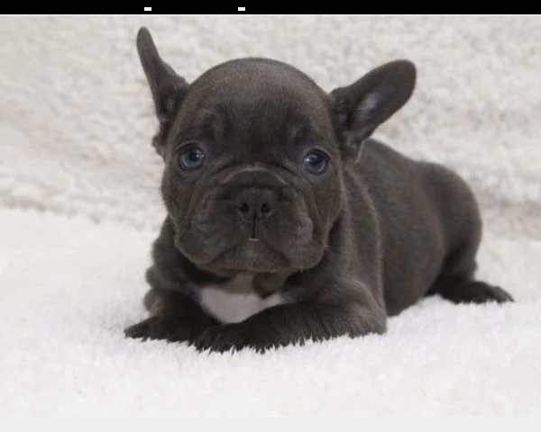  vendita cucciolo bulldog  bouledogue francese | Foto 0