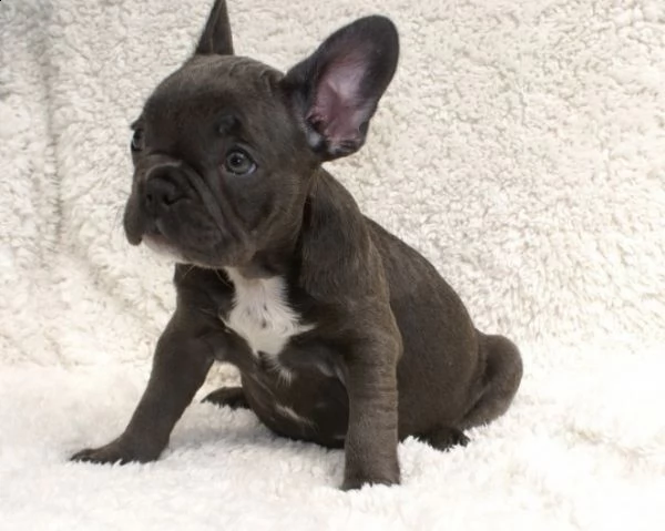  vendita cucciolo bulldog  bouledogue francese