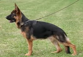 questi cuccioli sono cuccioli di colore nero e marrone chiaro dalle ossa grandi e con la schiena dr