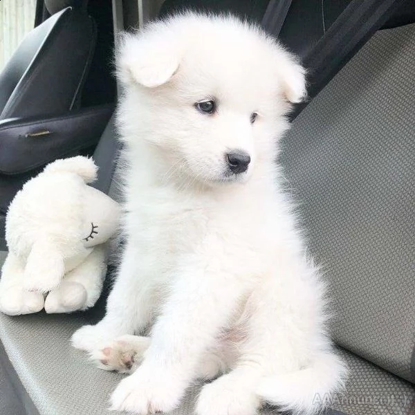 disponibili cuccioli samoiedo