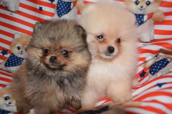 lulu pomerania