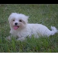 Regalo Maltese Da Privato A Rimini Maltese Bianco Puro Pronto Per La Nuova Casa