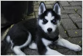 ho quattro cuccioli di razza bianco e nero maschi e femmine siberian husky disponibili 