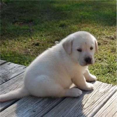 regalo labrador retriever cuccioli
