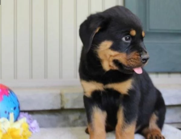regalo cuccioli di rottweiler maschio e femmina