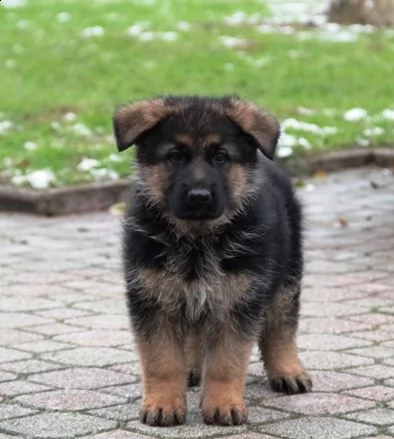 pastore tedesco cuccioli