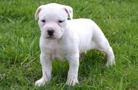 adorali cuccioli di americano pitbull femminucce e maschietti disponibili per ladozione gratuita i  | Foto 0
