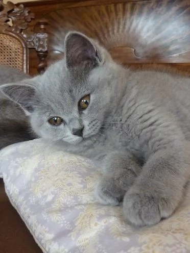 Regalo British Da Volontario A Lucca Adorabili Cuccioli Di British Shorthair Femminucce E Maschietti Disponibili Per L Adozione Gratuita