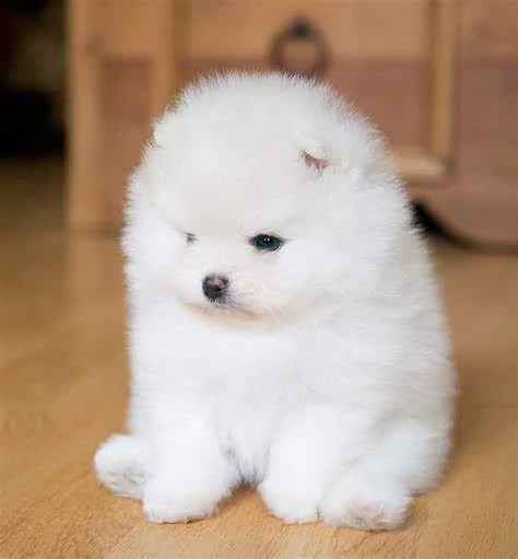 disponibili cuccioli di pomerania toy bellissimi di 70 giorni