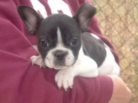 bulldog francese cuccioli da allevamento italiano veramente belli e molto socievoli disponibili da s | Foto 0