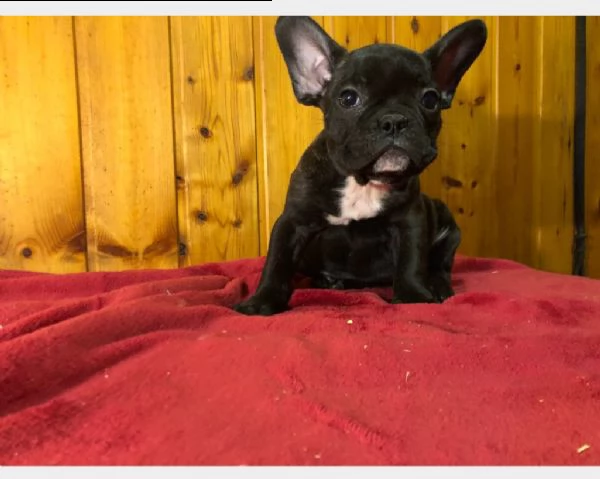 cucciolo di bouledogue francese maschio e femmina | Foto 2