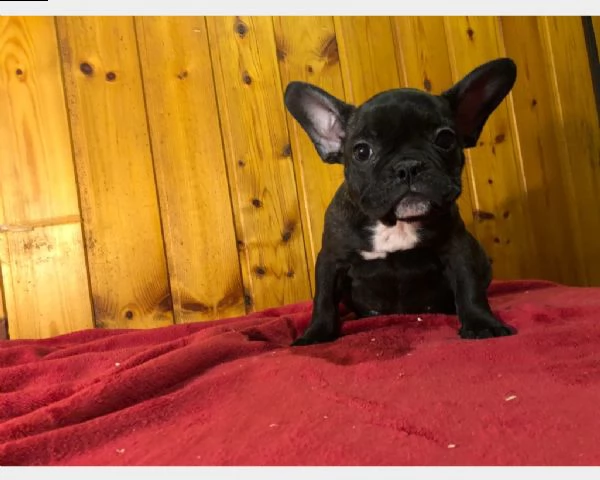 cucciolo di bouledogue francese maschio e femmina | Foto 1