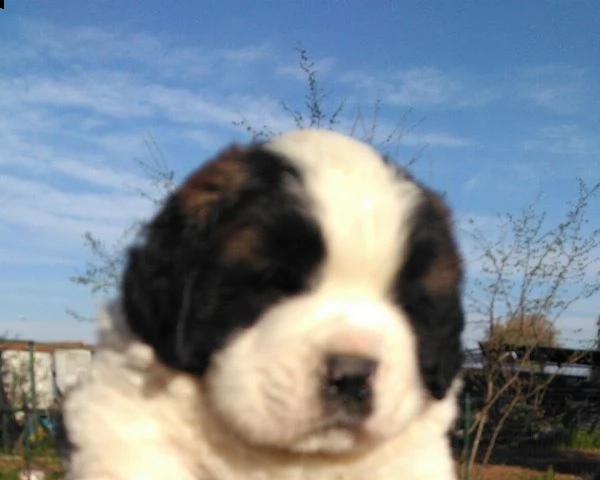 bellissimi cuccioli di san bernardo