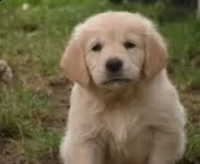 adorabili cuccioli di golden retriever femminucce e maschietti disponibili per ladozione 