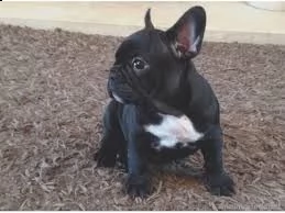 bulldog francese eccellente nina  una bellissima piccola maschera nera crema media bulldog francese