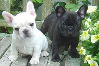 gli eccellenti cuccioli bulldog francese di alta qualitagrave mostrano qualitagrave 