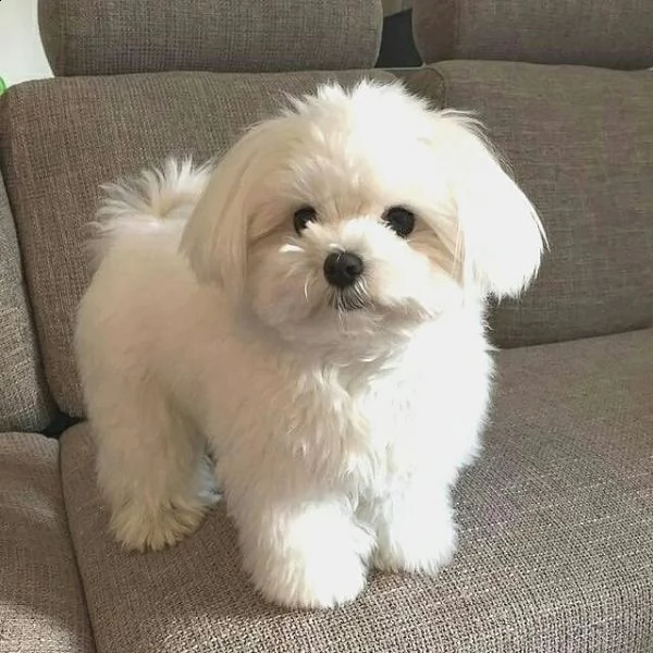 abbiamo un maschio e una femmina cuccioli maltese pronti ad andare nelle loro nuove case che possono