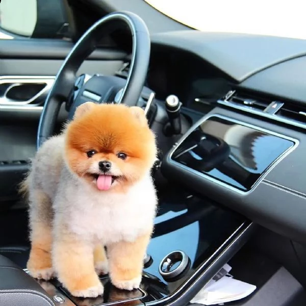 razza jiff pom sesso femmina e maschio et attuale 12 settimane pronto a partire alle in qualsia