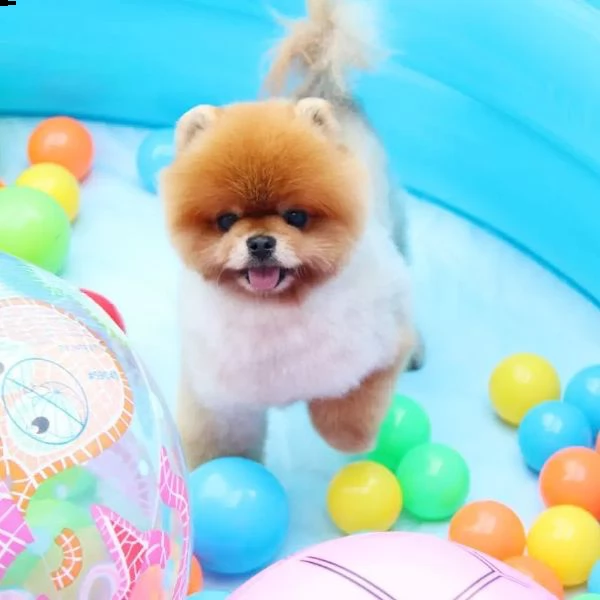 razza jiff pom sesso femmina e maschio et attuale 12 settimane pronto a partire alle in qualsia | Foto 0