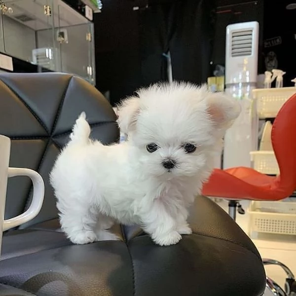 ciao abbiamo cucciolate di cuccioli micro maltese questi sono gli ultimi 2 cuccioli maschi e 2 femm