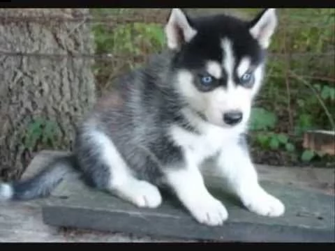 regalo cucciolo cuccioli di siberian husky