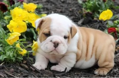 regalo cuccioli bulldog inglese per ladozione