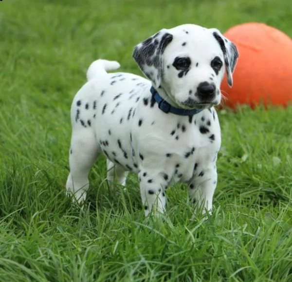 Spilla A Forma Di Cucciolo Dalmata Avalaya - Placcata Oro Con Smalto Bianco E Nero E Cristallo, 40 Mm