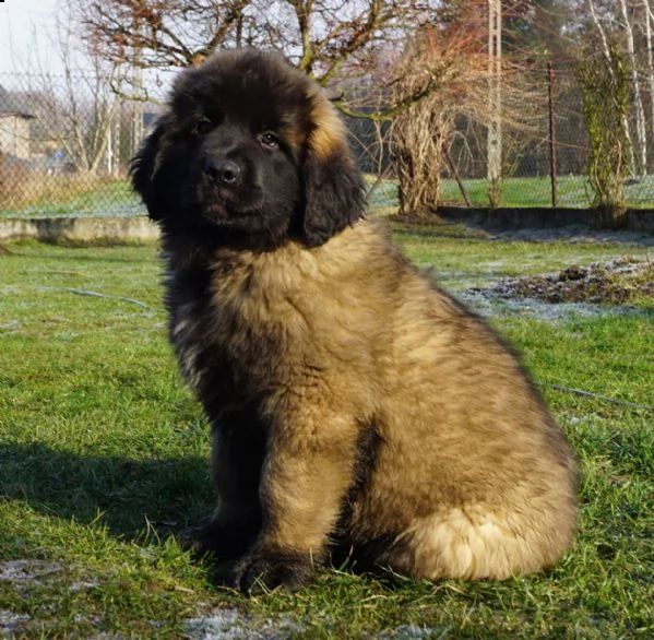 ultimi cuccioli leonberger disponibili