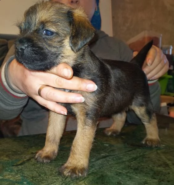 cucciolo di border terrier