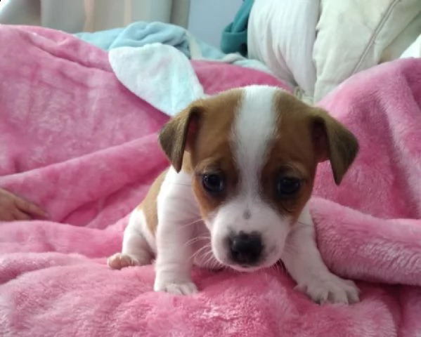 jack russel cuccioli