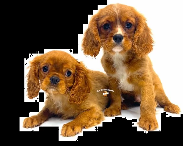 cavalier king charles spaniel cuccioli ruby