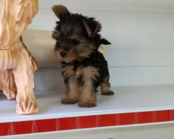 yorkshire mini toy