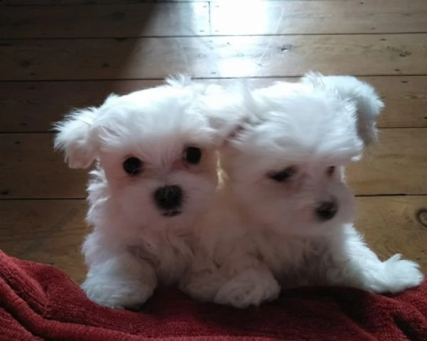 maltese cuccioli
