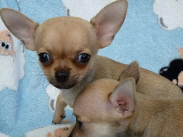 chihuahua disponibili